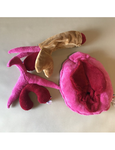 Pack 3 peluches anatomiques M